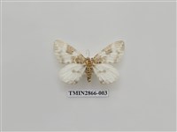 藏品(尺蛾592)的圖片